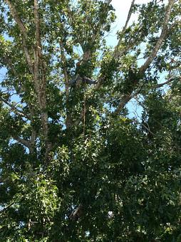 Product: Way Up There Action - 1-Two-Tree Trimming in San Antonio, TX Ornamental Nursery Services