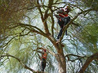 Product: Work Time - 1-Two-Tree Trimming in San Antonio, TX Ornamental Nursery Services