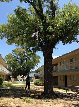 Product: Quitting Time - 1-Two-Tree Trimming in San Antonio, TX Ornamental Nursery Services