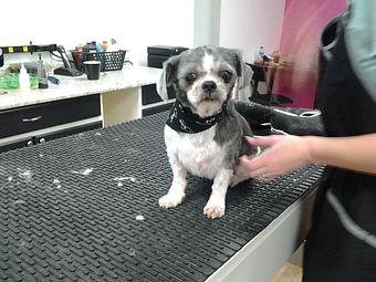 Product - 3 Dogs & A Cat in Ross Township - Pittsburgh, PA Pet Boarding & Grooming