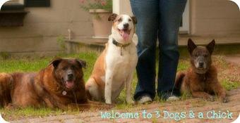 Product - 3 Dogs & a Chick in Fort Walton Beach, FL Hamburger Restaurants