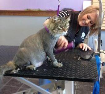 Product - 4 Paws Grooming in Rapid City, SD Pet Boarding & Grooming