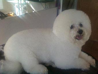 Product - 4 Paws Pet Salon in Mooresville, NC Pet Boarding & Grooming