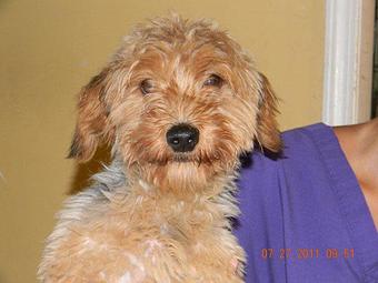 Product - 4 Paws Pet Salon in Mooresville, NC Pet Boarding & Grooming