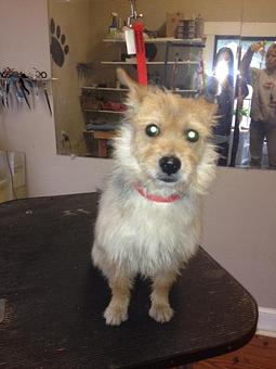 Product - 4 Paws Pet Salon in Mooresville, NC Pet Boarding & Grooming
