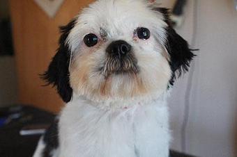Product - 4 Paws Pet Salon in Mooresville, NC Pet Boarding & Grooming