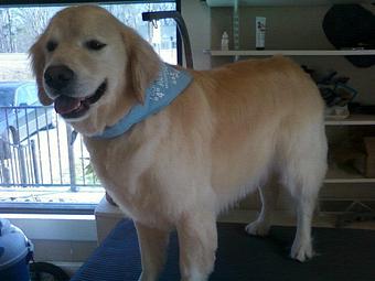 Product - 4 Paws Pet Salon in Mooresville, NC Pet Boarding & Grooming