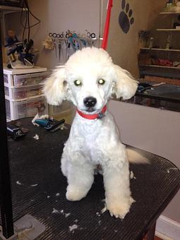 Product - 4 Paws Pet Salon in Mooresville, NC Pet Boarding & Grooming