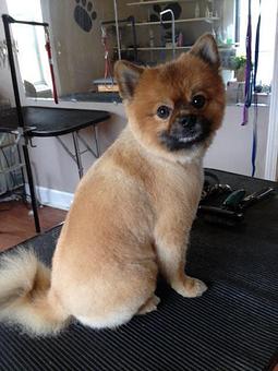 Product - 4 Paws Pet Salon in Mooresville, NC Pet Boarding & Grooming