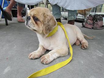 Product - 4 Paws Pet Salon in Mooresville, NC Pet Boarding & Grooming