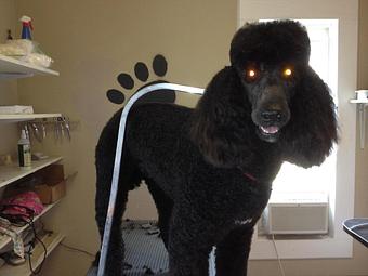 Product - 4 Paws Pet Salon in Mooresville, NC Pet Boarding & Grooming