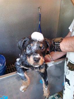 Product - 4 Paws Pet Salon in Mooresville, NC Pet Boarding & Grooming