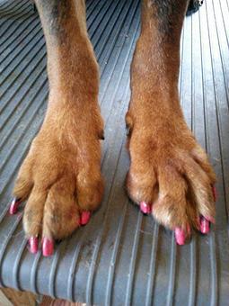 Product - 4 Paws Pet Salon in Mooresville, NC Pet Boarding & Grooming