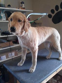 Product - 4 Paws Pet Salon in Mooresville, NC Pet Boarding & Grooming