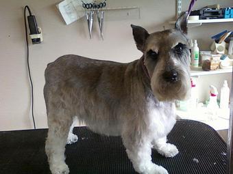 Product - 4 Paws Pet Salon in Mooresville, NC Pet Boarding & Grooming