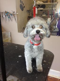 Product - 4 Paws Pet Salon in Mooresville, NC Pet Boarding & Grooming