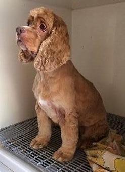 Product - 4 Paws Pet Salon in Mooresville, NC Pet Boarding & Grooming