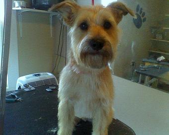 Product - 4 Paws Pet Salon in Mooresville, NC Pet Boarding & Grooming