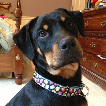Product - 4 Paws Pet Salon in Mooresville, NC Pet Boarding & Grooming