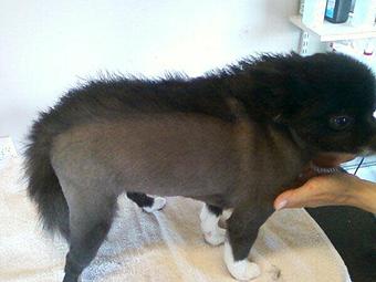 Product - 4 Paws Pet Salon in Mooresville, NC Pet Boarding & Grooming