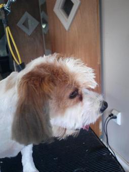 Product - 4 Paws Pet Salon in Mooresville, NC Pet Boarding & Grooming