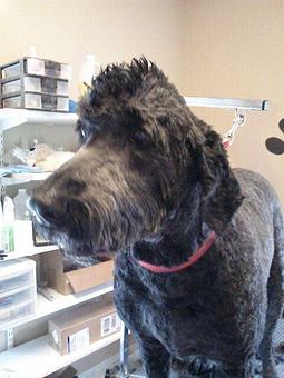 Product - 4 Paws Pet Salon in Mooresville, NC Pet Boarding & Grooming