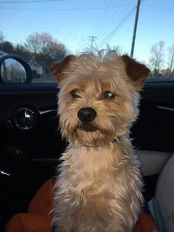 Product - 4 Paws Pet Salon in Mooresville, NC Pet Boarding & Grooming