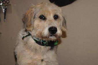 Product - 4 Paws Pet Salon in Mooresville, NC Pet Boarding & Grooming