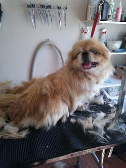 Product - 4 Paws Pet Salon in Mooresville, NC Pet Boarding & Grooming