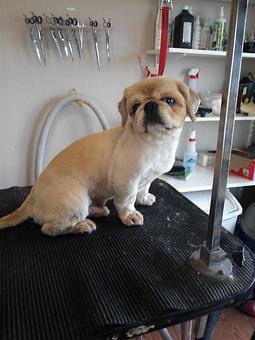 Product - 4 Paws Pet Salon in Mooresville, NC Pet Boarding & Grooming