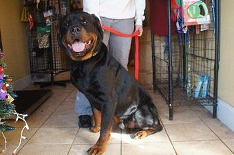 Product - 4 Paws Pet Salon in Mooresville, NC Pet Boarding & Grooming