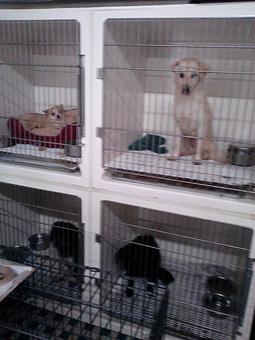 Product - 4 Paws Pet Salon in Mooresville, NC Pet Boarding & Grooming