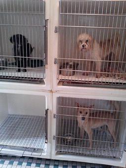 Product - 4 Paws Pet Salon in Mooresville, NC Pet Boarding & Grooming