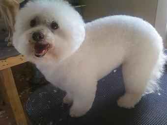 Product - 4 Paws Pet Salon in Mooresville, NC Pet Boarding & Grooming
