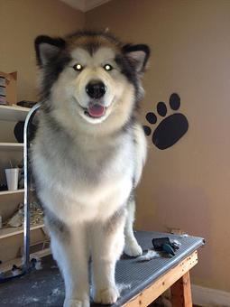 Product - 4 Paws Pet Salon in Mooresville, NC Pet Boarding & Grooming