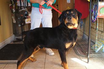 Product - 4 Paws Pet Salon in Mooresville, NC Pet Boarding & Grooming