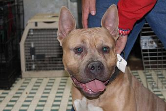 Product - 4 Paws Pet Salon in Mooresville, NC Pet Boarding & Grooming