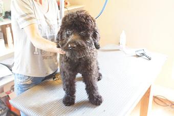Product - 4 Paws Pet Salon in Mooresville, NC Pet Boarding & Grooming