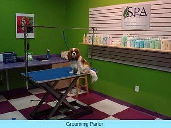 Product - 4Paws, LLC in Spartanburg, SC Pet Care Services