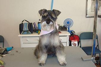 Product - A & A Pet Groomers & Ink in Lodi, CA Pet Boarding & Grooming