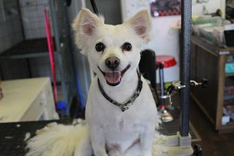 Product - A & A Pet Groomers & Ink in Lodi, CA Pet Boarding & Grooming