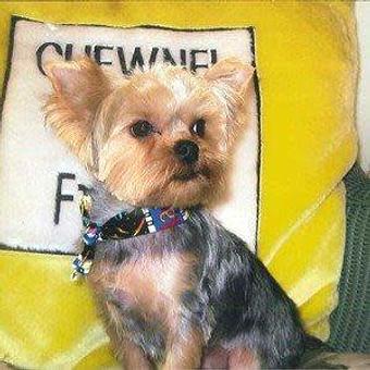 Product - A Classic Clip Plus Pet Grooming & Boutique in Collegeville, PA Pet Boarding & Grooming