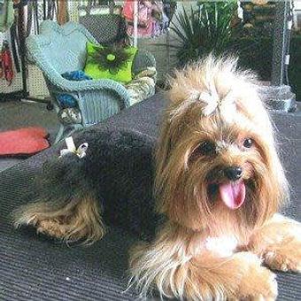 Product - A Classic Clip Plus Pet Grooming & Boutique in Collegeville, PA Pet Boarding & Grooming