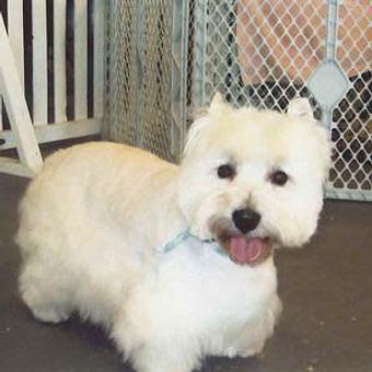 Product - A Classic Clip Plus Pet Grooming & Boutique in Collegeville, PA Pet Boarding & Grooming