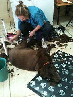 Product - A Heaven's Touch Grooming in Fruitland Park, FL Pet Boarding & Grooming