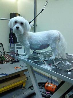 Product - A Little Groom Room in Waterford, MI Pet Boarding & Grooming