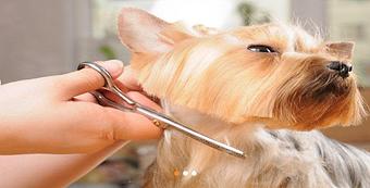 Product - A Styled Pooch in Concord, NC Restaurants/Food & Dining