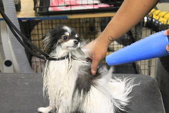 Product - A Styled Pooch in Concord, NC Restaurants/Food & Dining