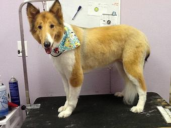 Product - A Styled Pooch in Concord, NC Restaurants/Food & Dining