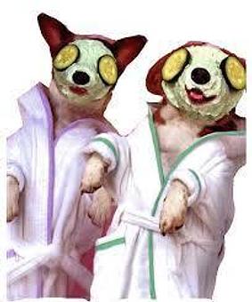 Product - A Touch of Class Pet Grooming, in downtown South Cape Coral - Cape Coral, FL Pet Boarding & Grooming